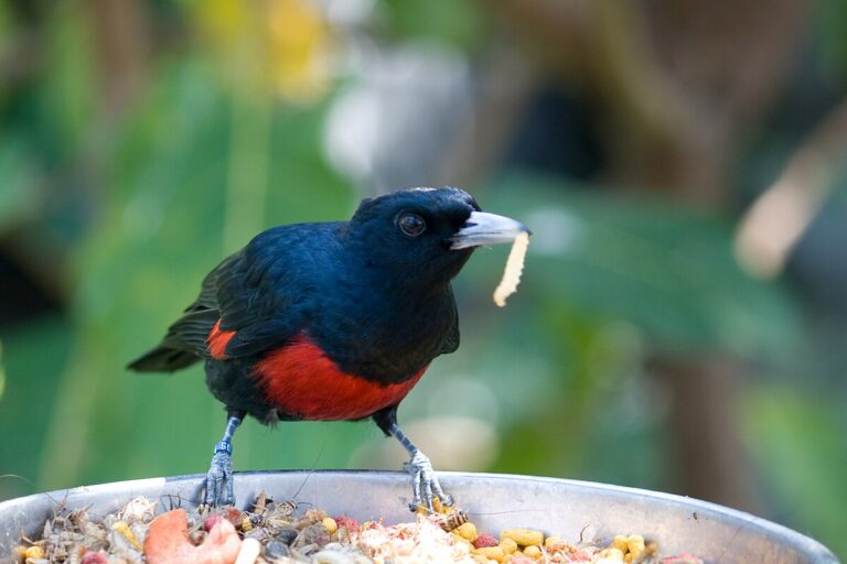 Black-And-Crimson Oriole