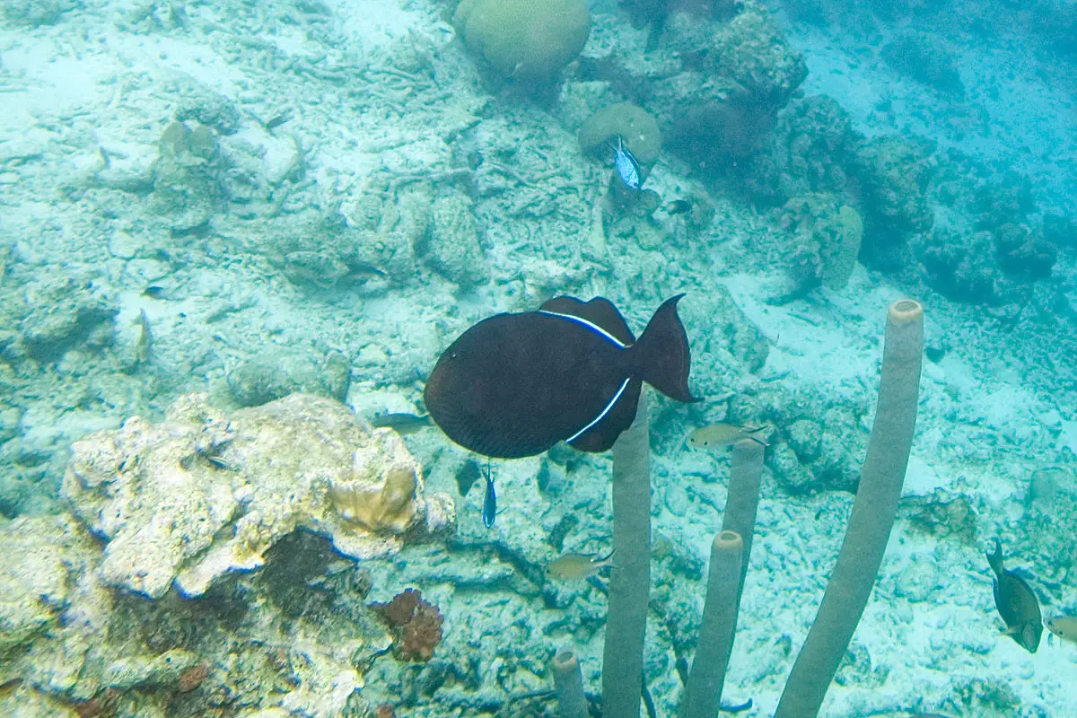 Black Triggerfish