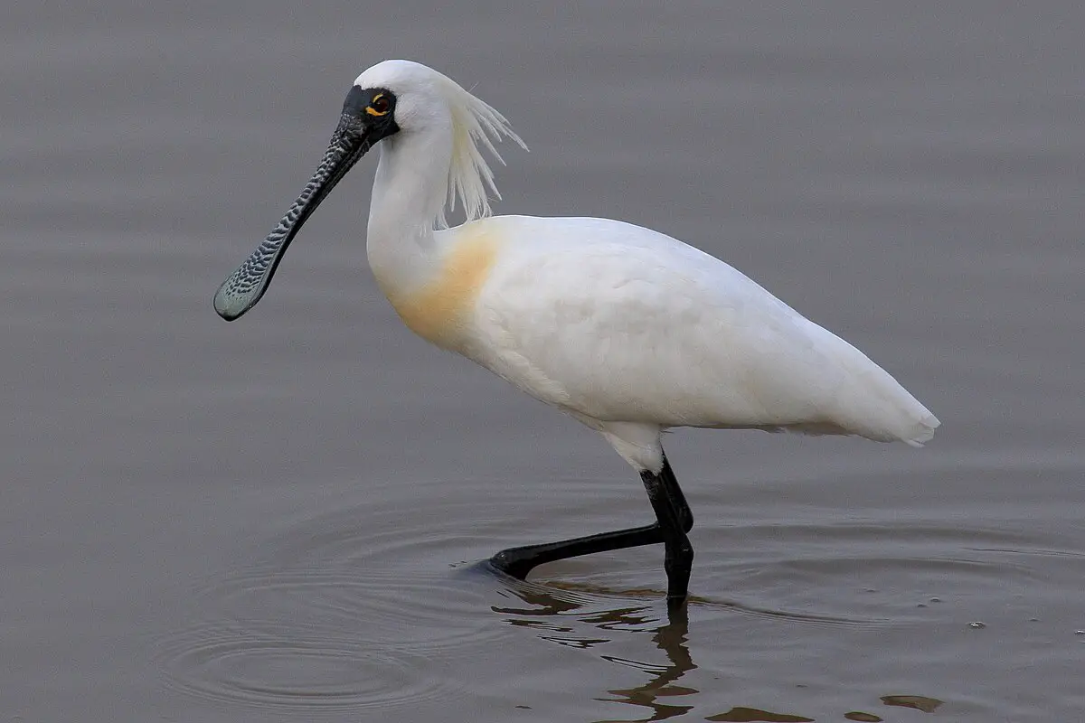 Black-Faced Spoonbill