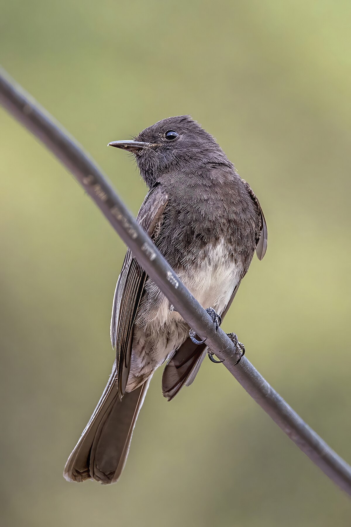 Black Phoebe