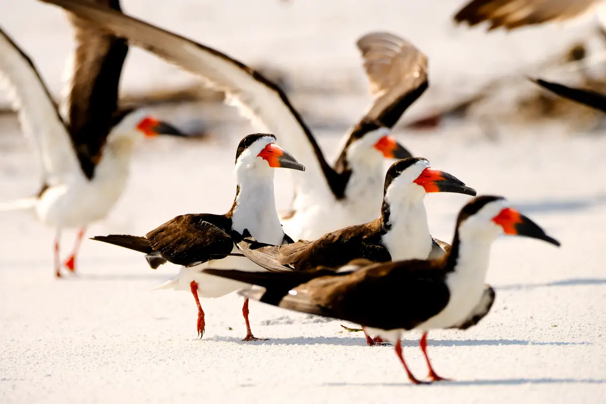 Black Skimmer