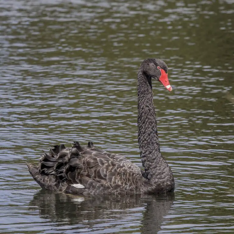 Black Swan