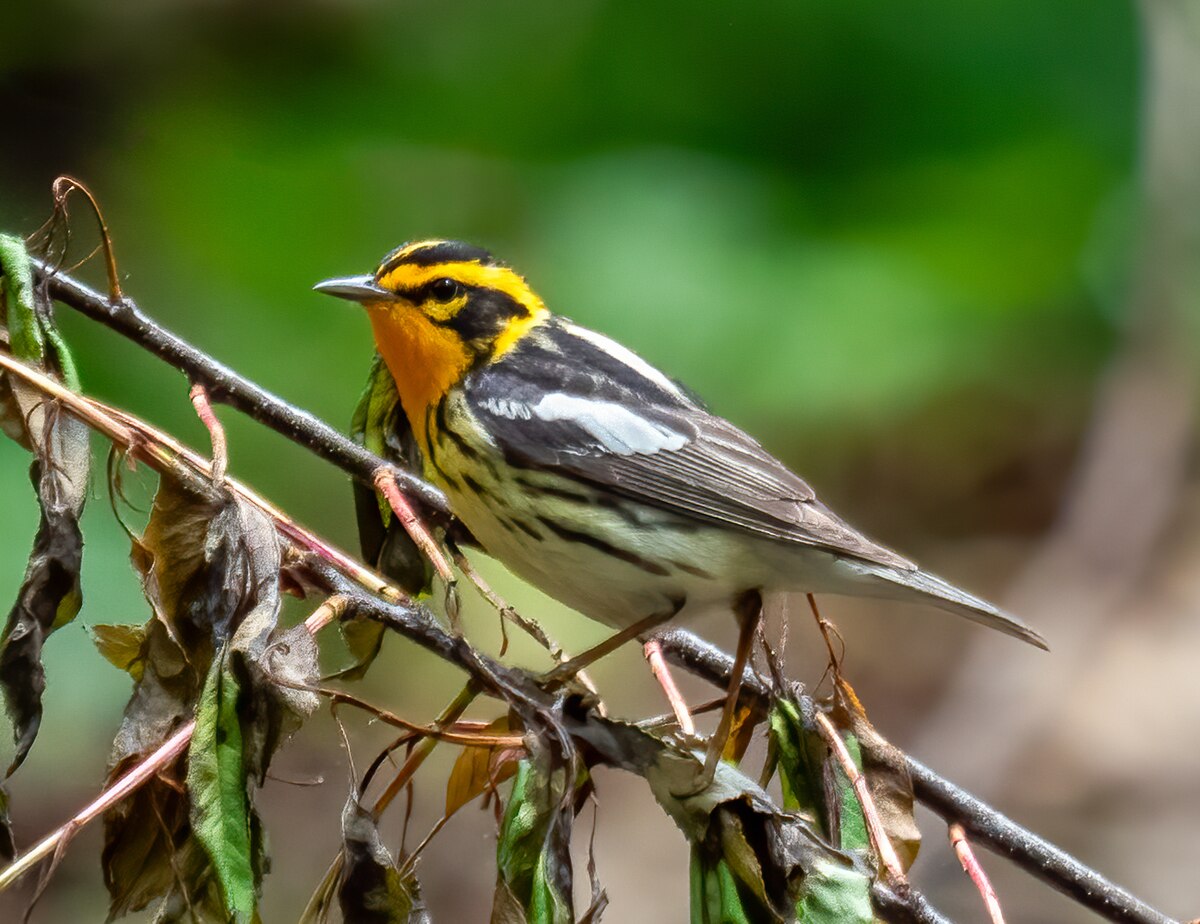 Blackburnian Warbler