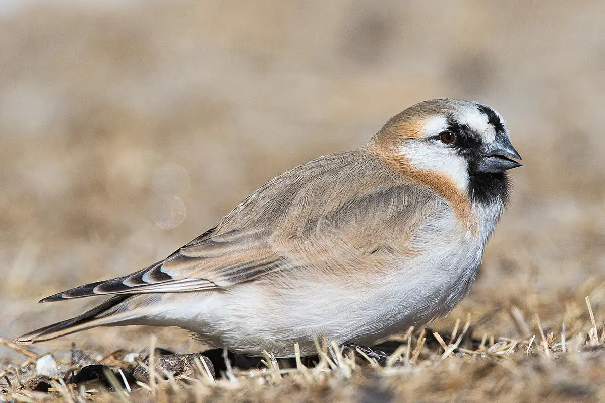 Blanford'S Snowfinch