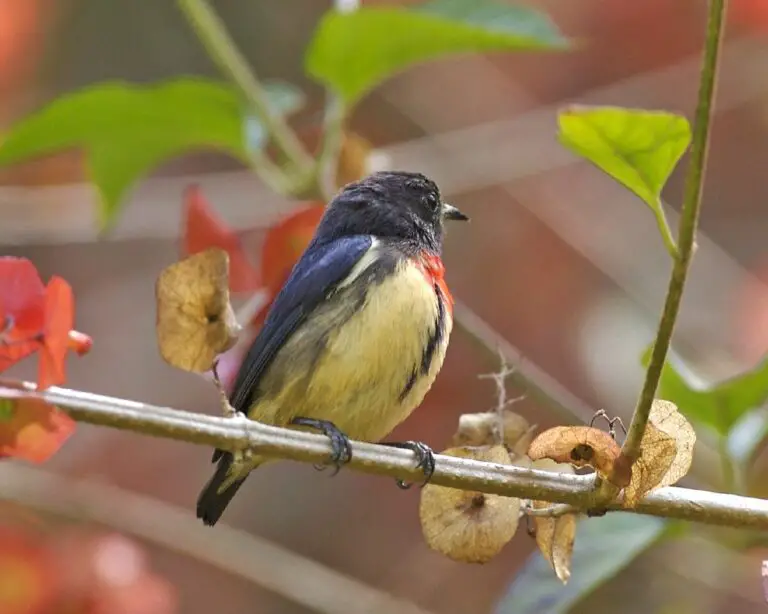 Blood-Breasted Flowerpecker