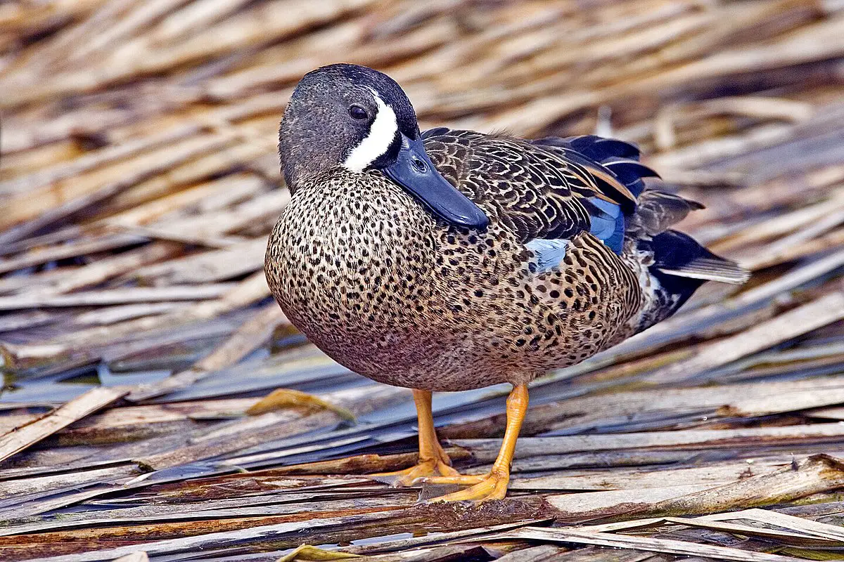 Blue-Winged Teal