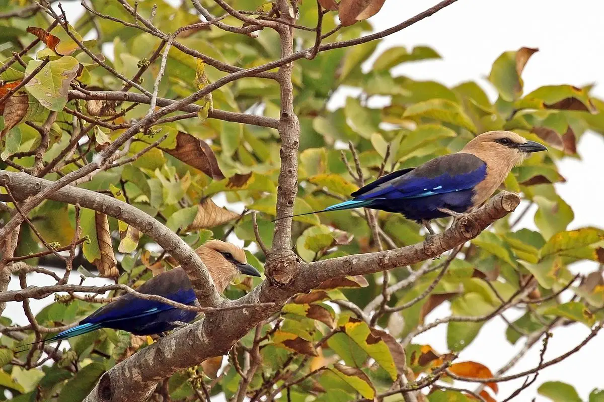 Blue-Bellied Roller