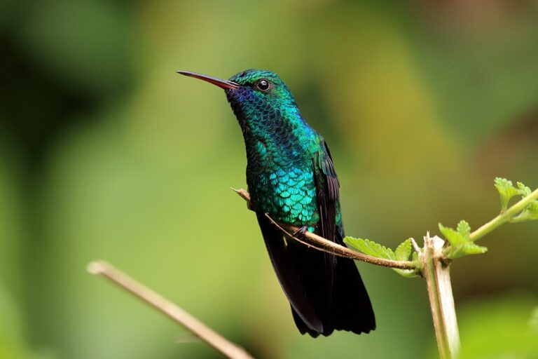 Blue-Chinned Sapphire