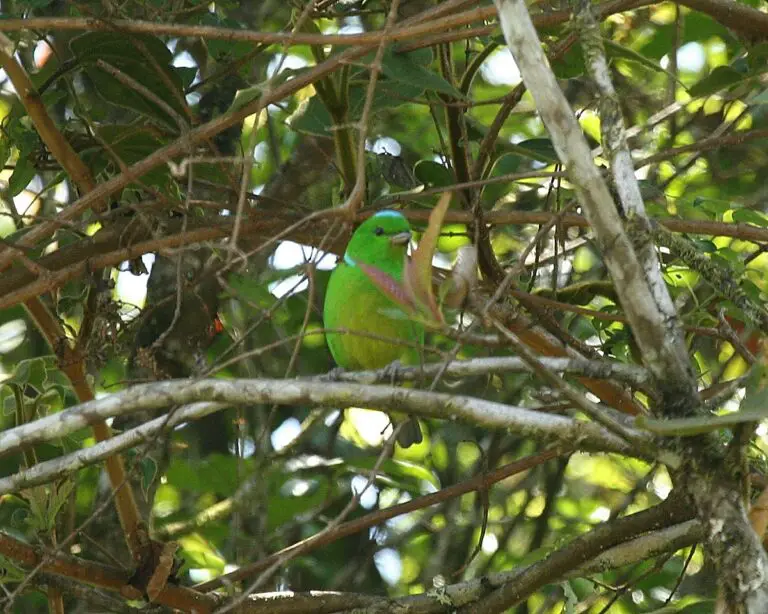 Blue-Crowned Chlorophonia