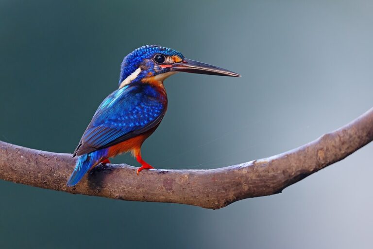 Blue-Eared Kingfisher