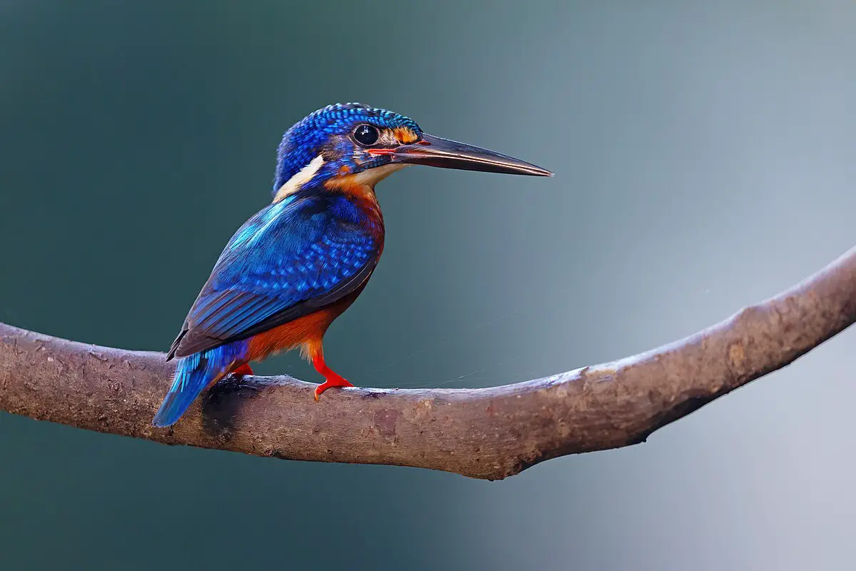 Blue-Eared Kingfisher