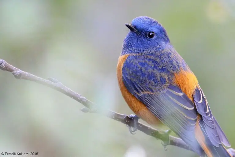 Blue-Fronted Redstart