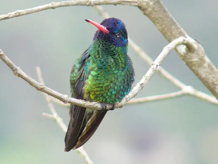 Blue-Headed Sapphire