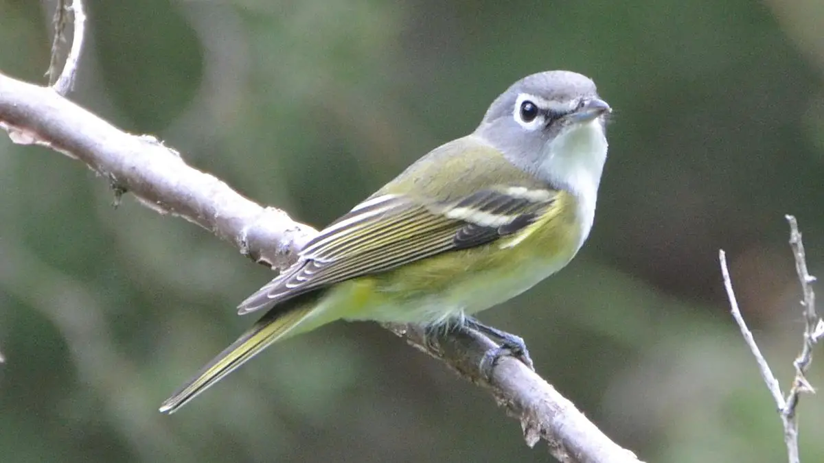 Blue-Headed Vireo