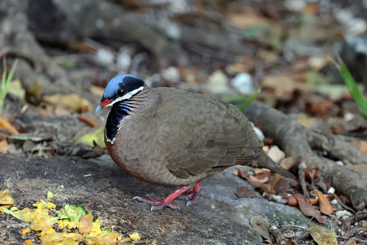 Blue-Headed Quail-Dove