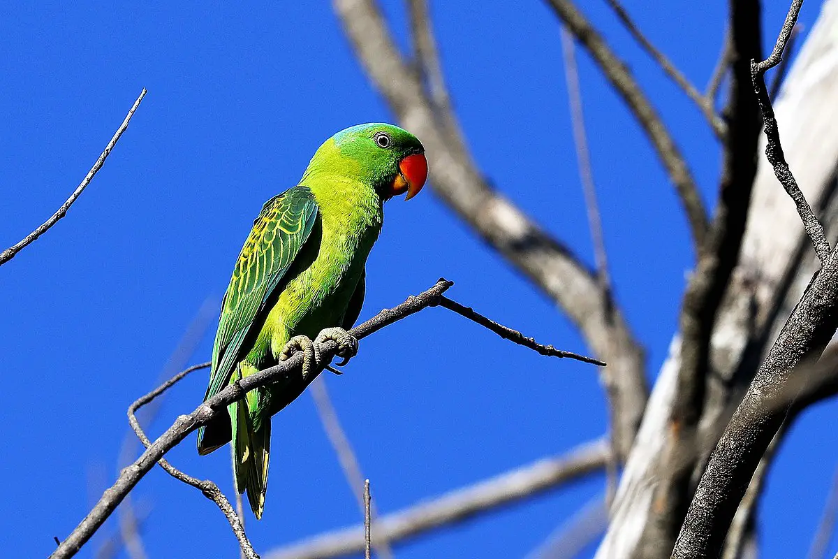 Blue-Naped Parrot