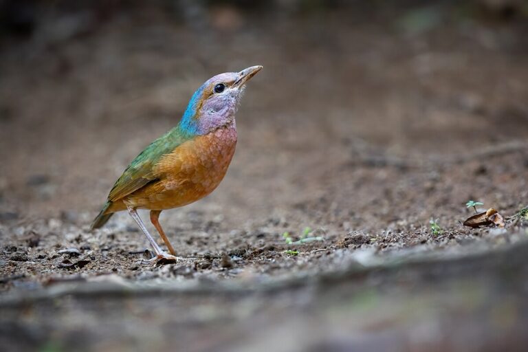 Blue-Rumped Pitta