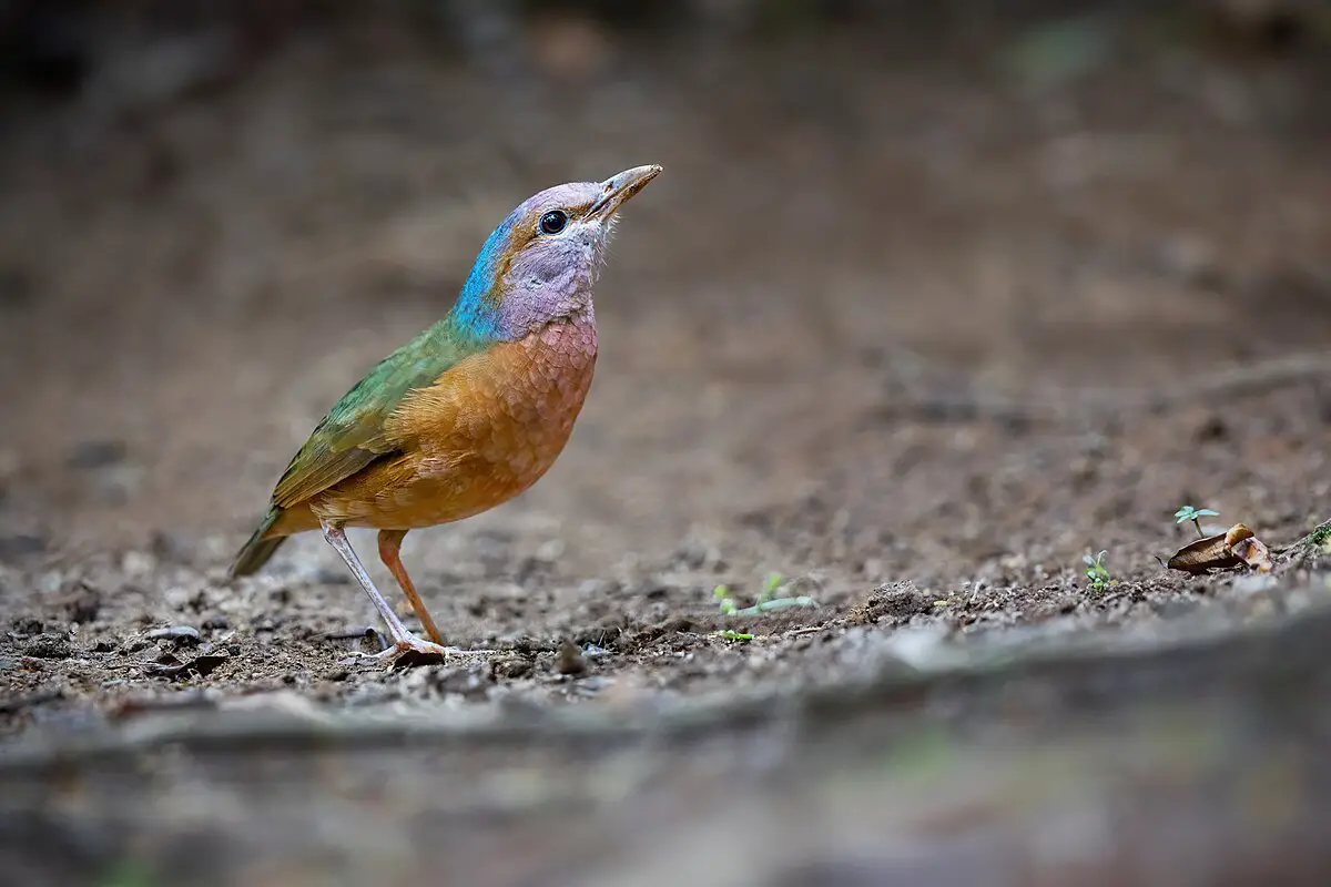 Blue-Rumped Pitta