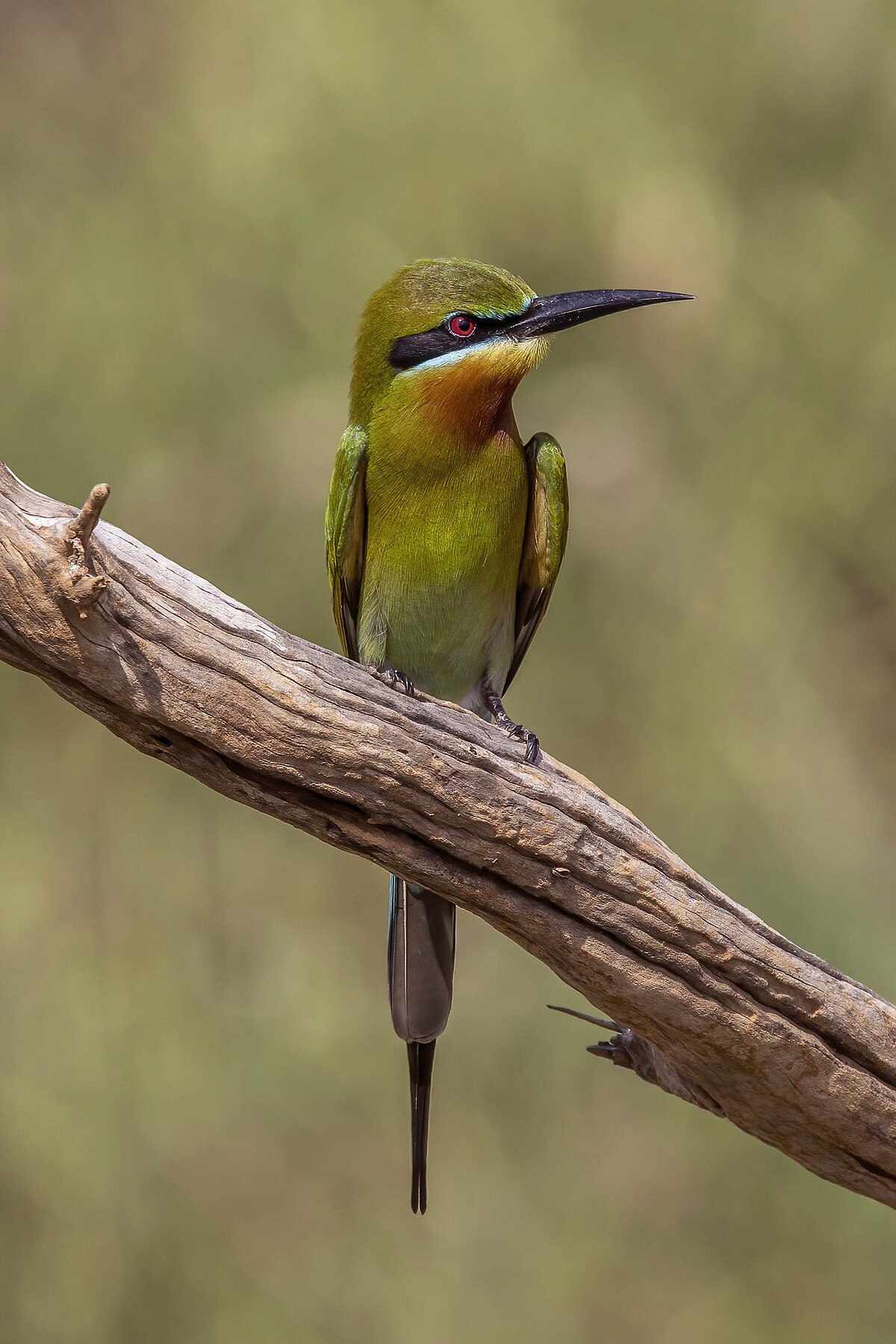 Blue-Tailed Bee-Eater