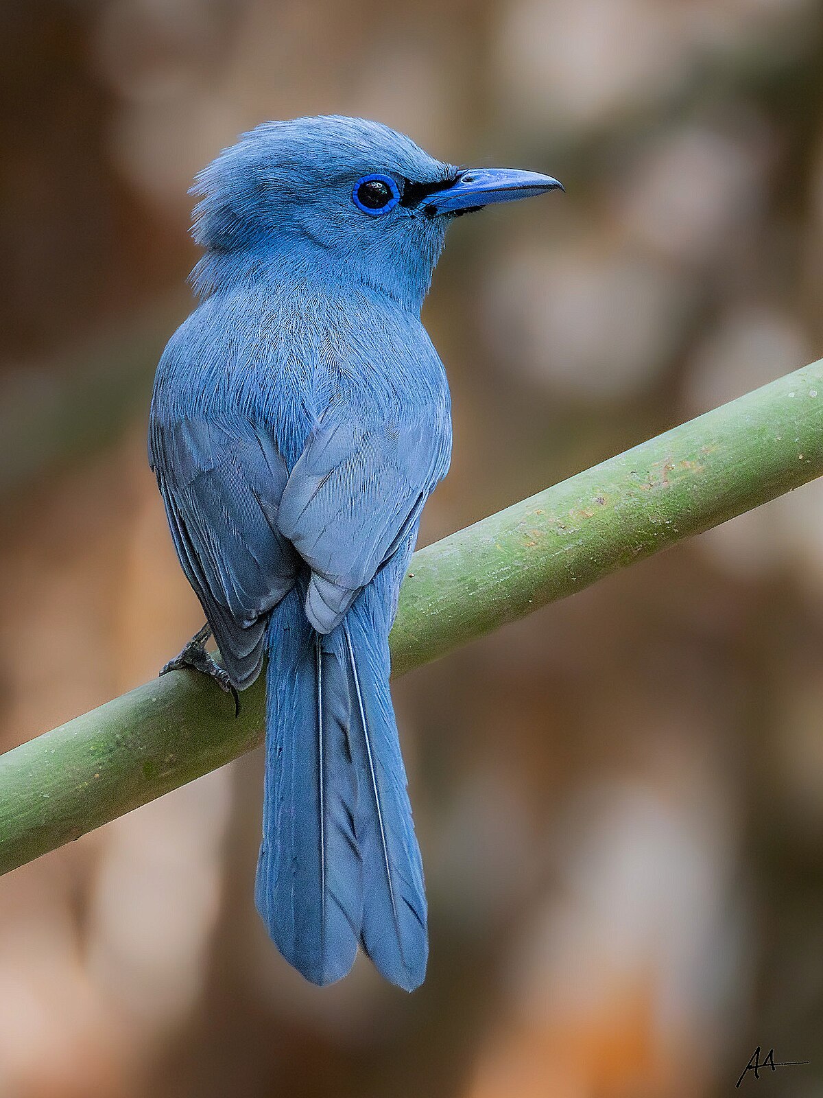 Blue Paradise Flycatcher