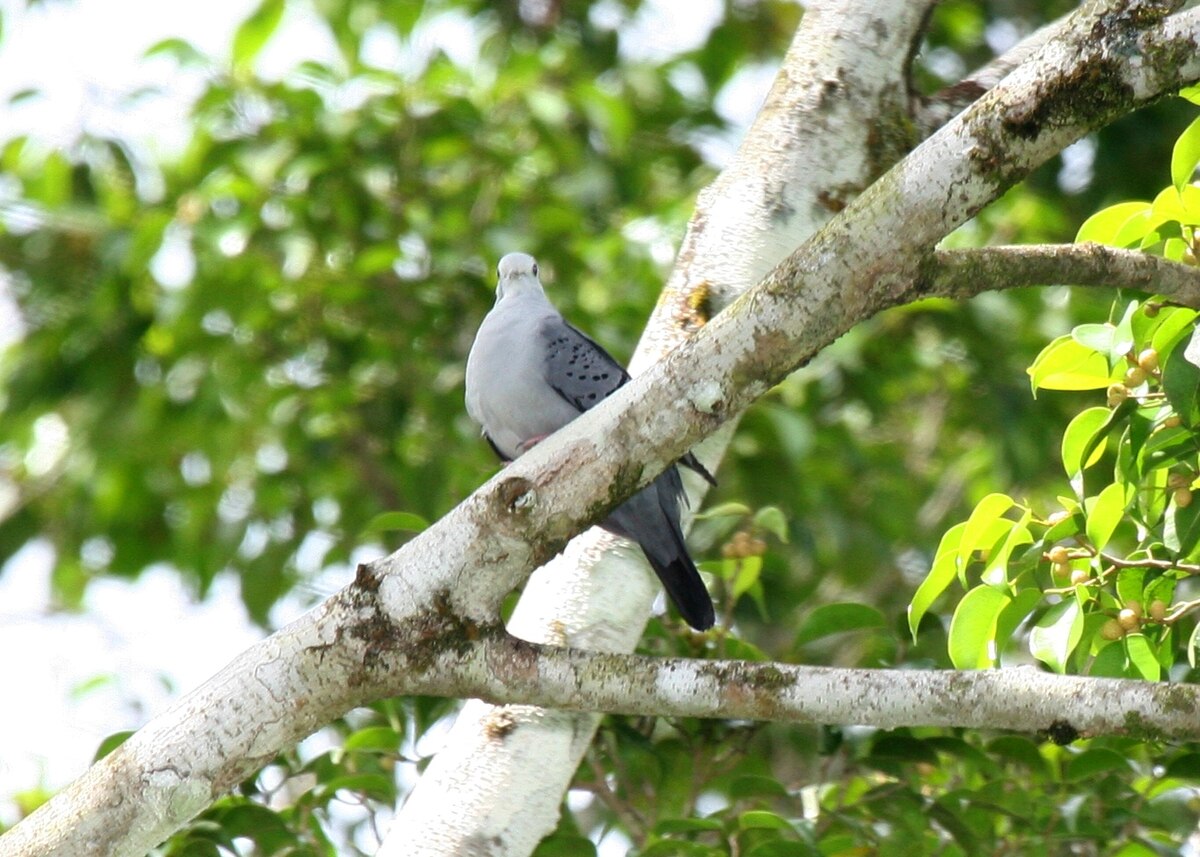 Blue Ground Dove