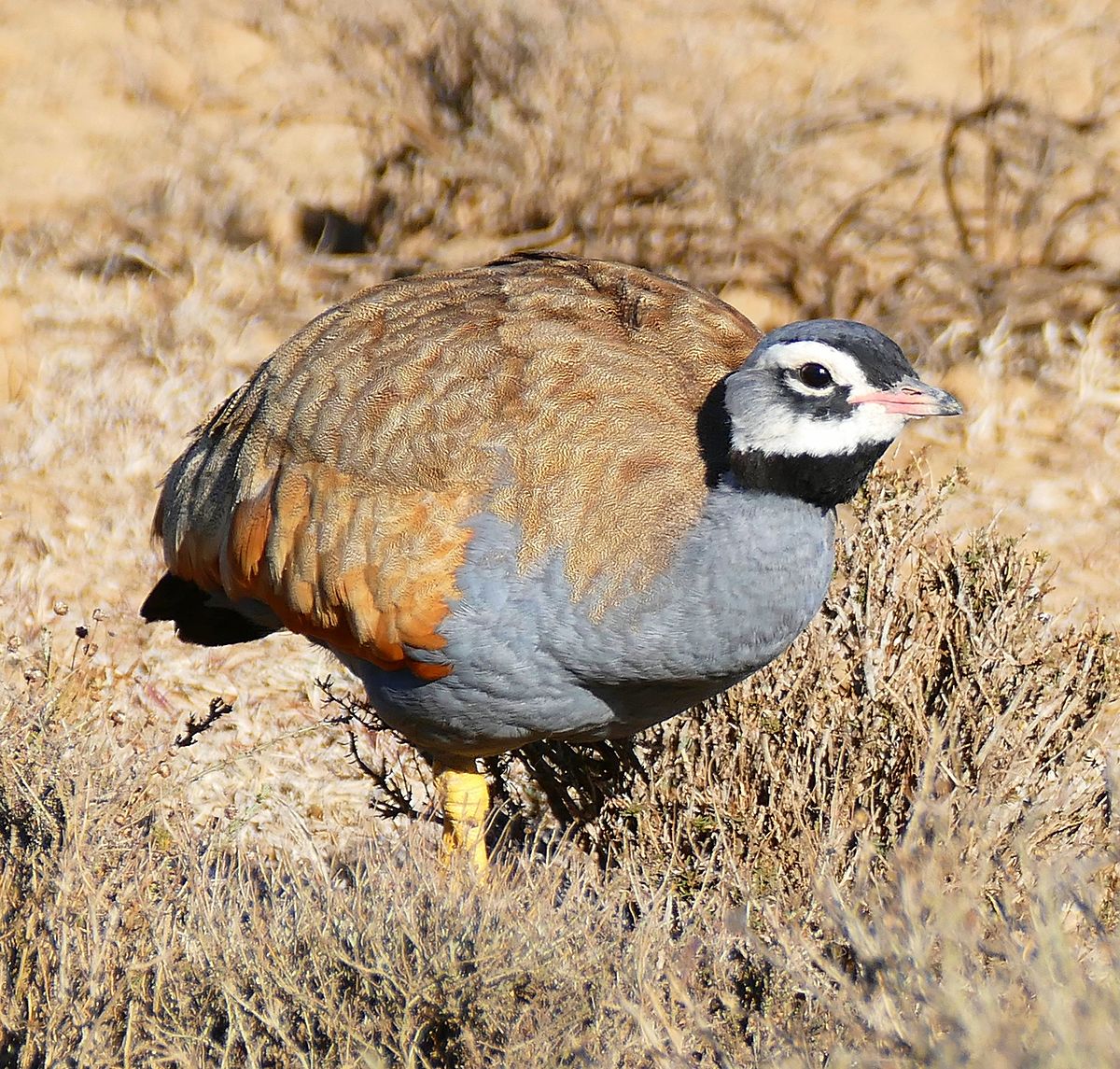 Blue Korhaan