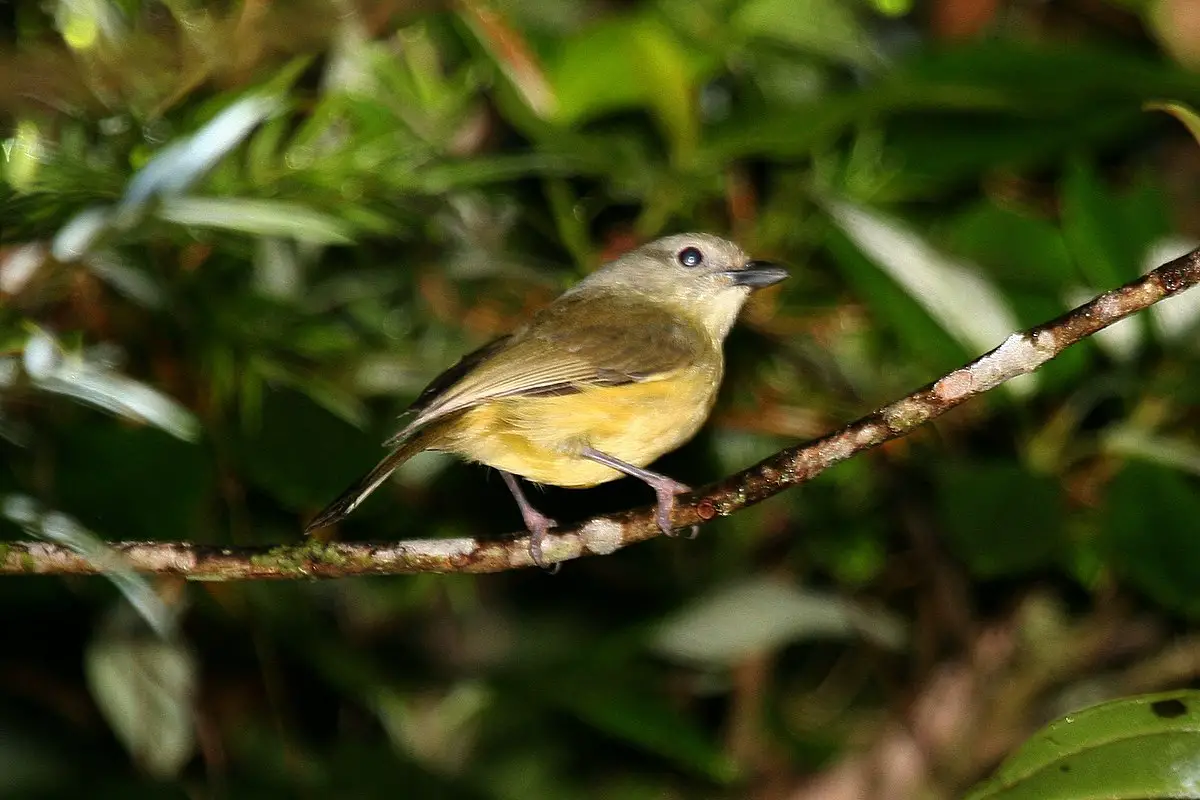 Blue Mountain Vireo