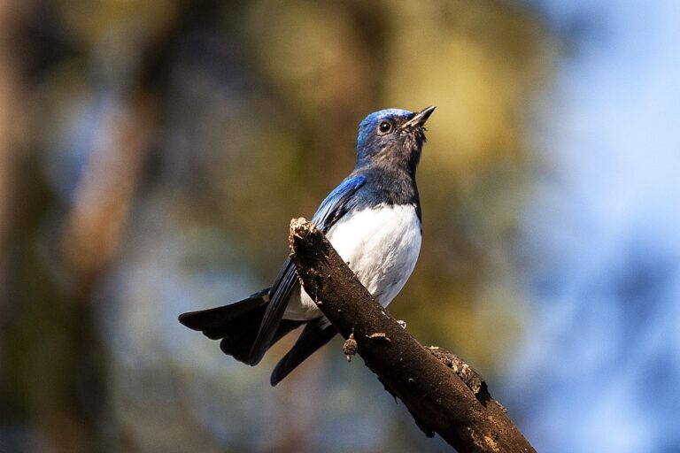 Blue-And-White Flycatcher