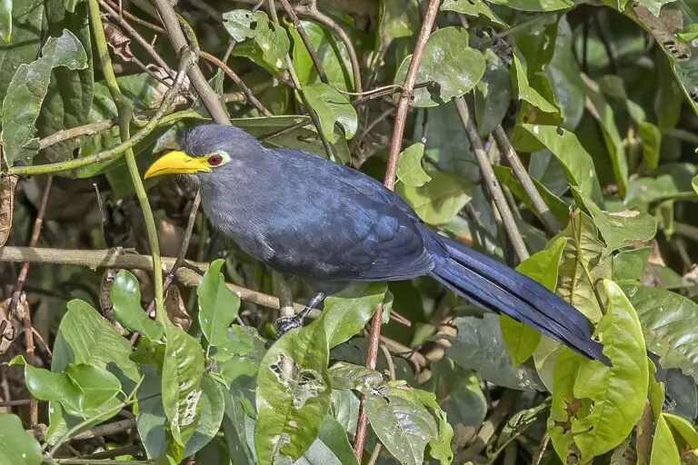 Blue Malkoha