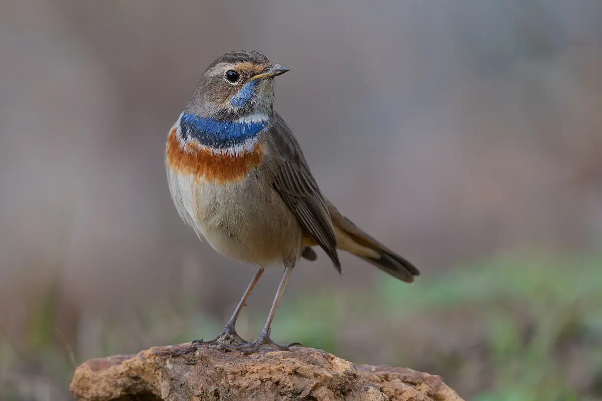 Bluethroat