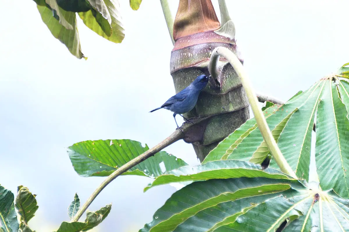 Bluish Flowerpiercer