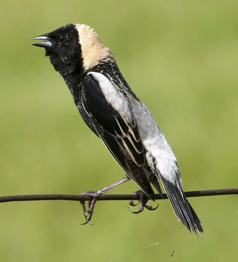 Bobolink