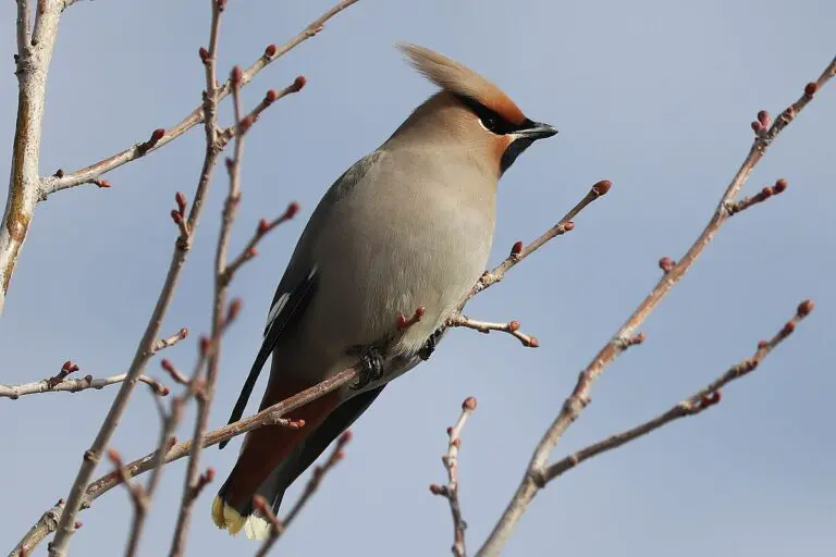 Bohemian Waxwing