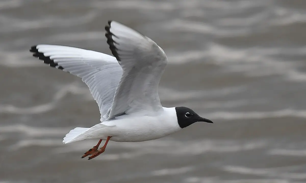 Bonaparte'S Gull