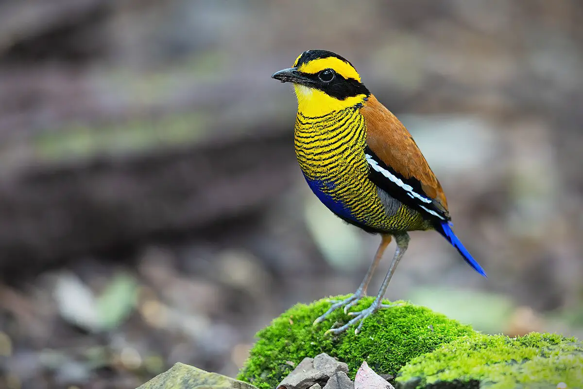 Bornean Banded Pitta