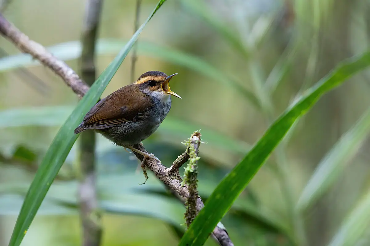 Bornean Stubtail