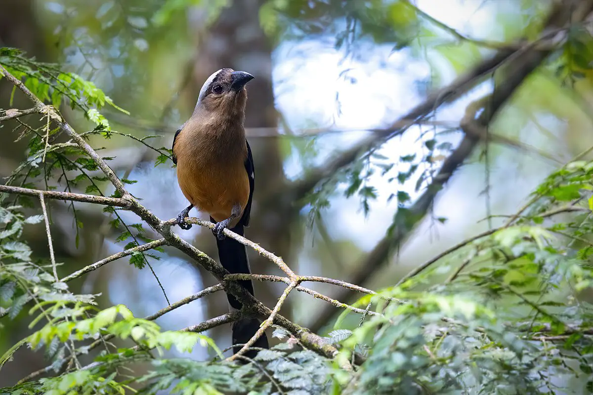 Bornean Treepie