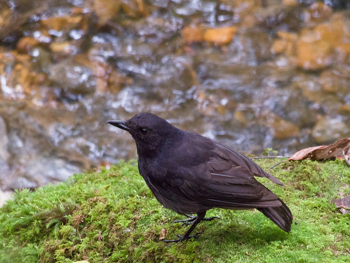 Bornean Whistling Thrush