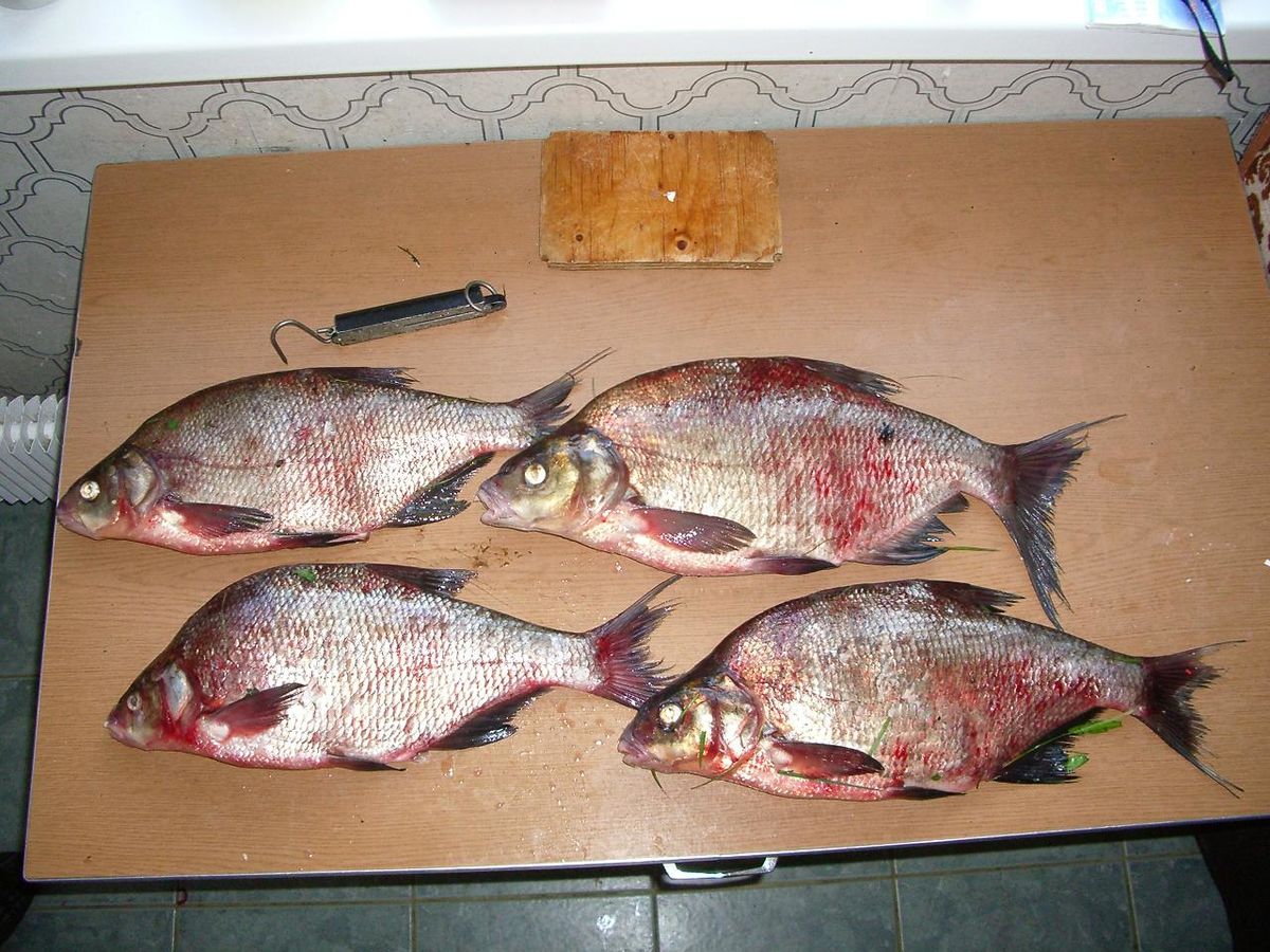 Bream