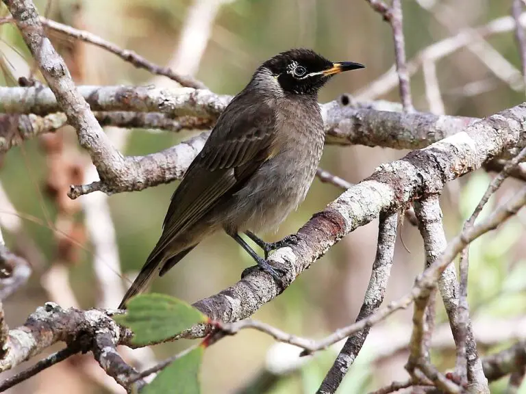 Bridled Honeyeater