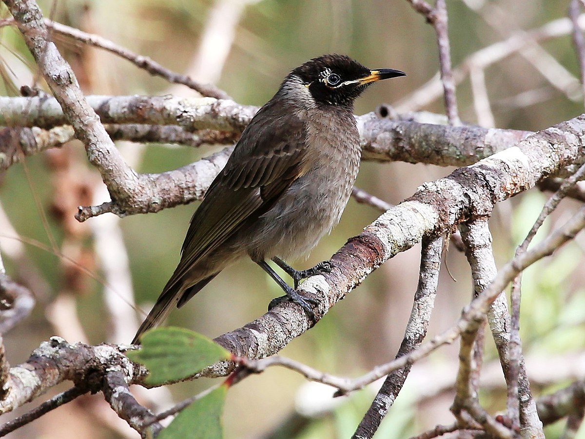 Bridled Honeyeater