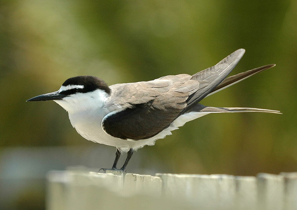 Bridled Tern