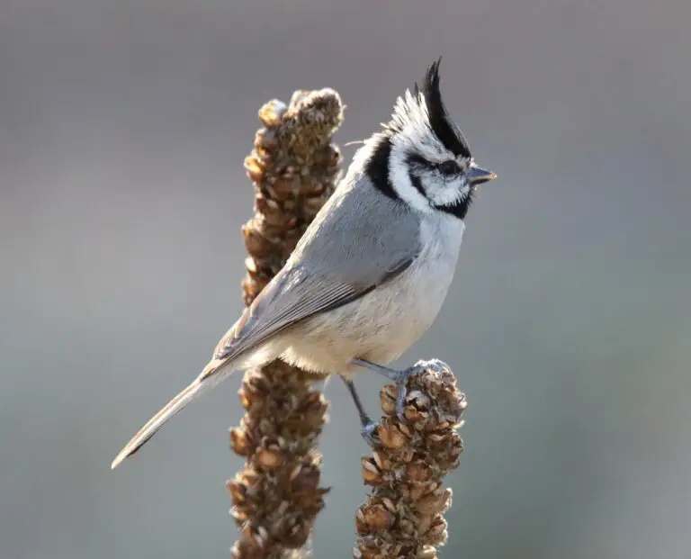 Bridled Titmouse