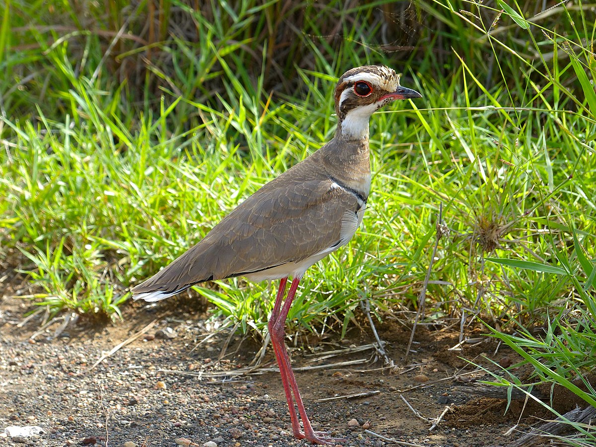 Bronze-Winged Courser