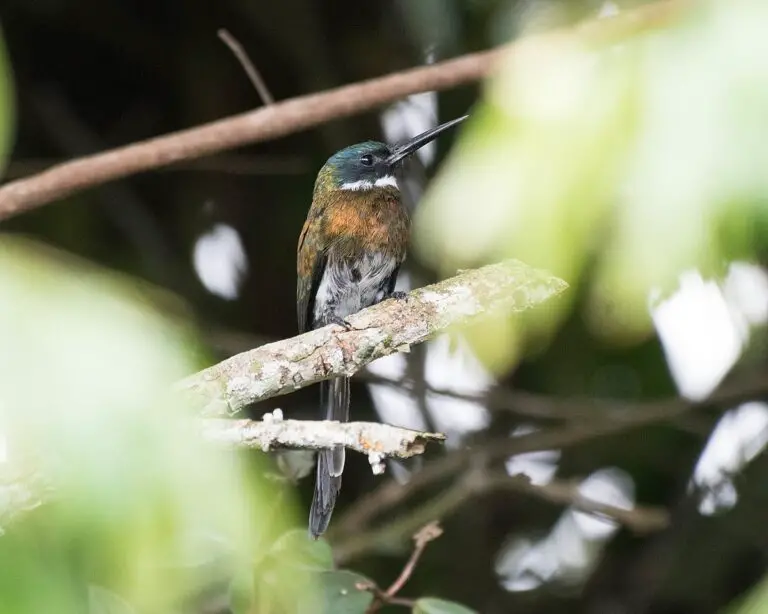 Bronzy Jacamar