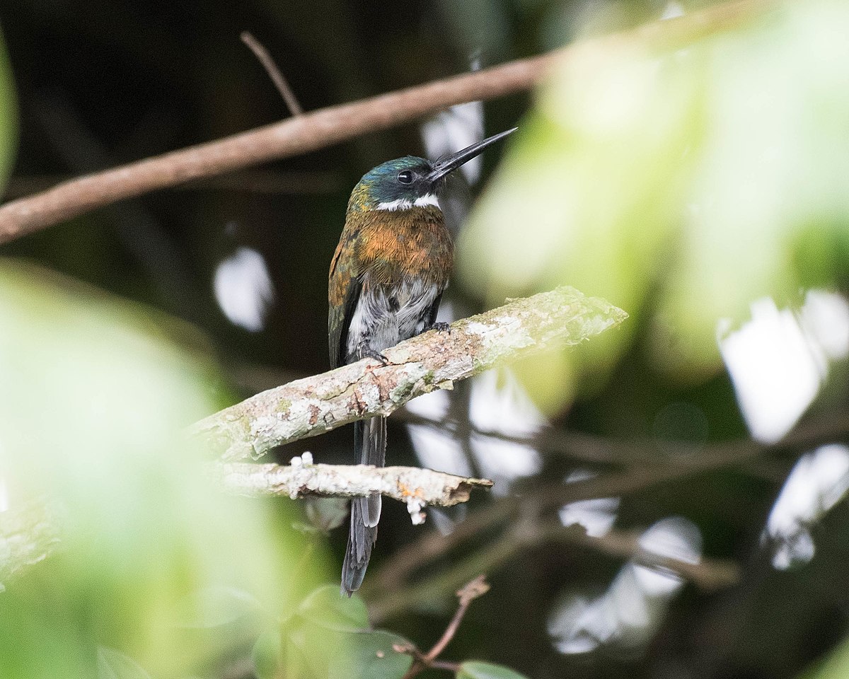 Bronzy Jacamar