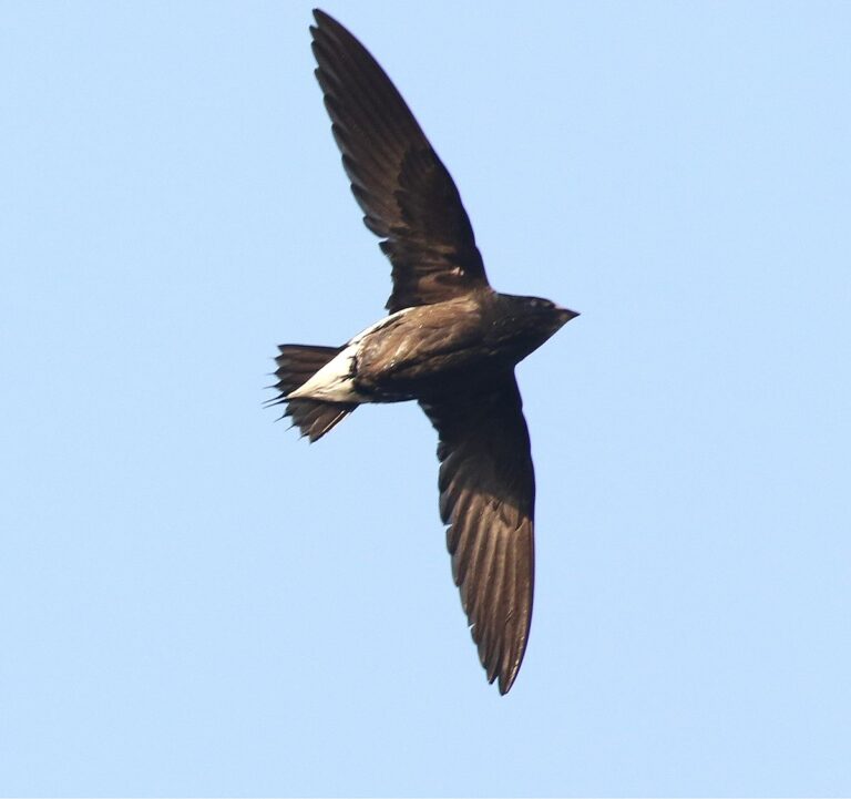 Brown-Backed Needletail