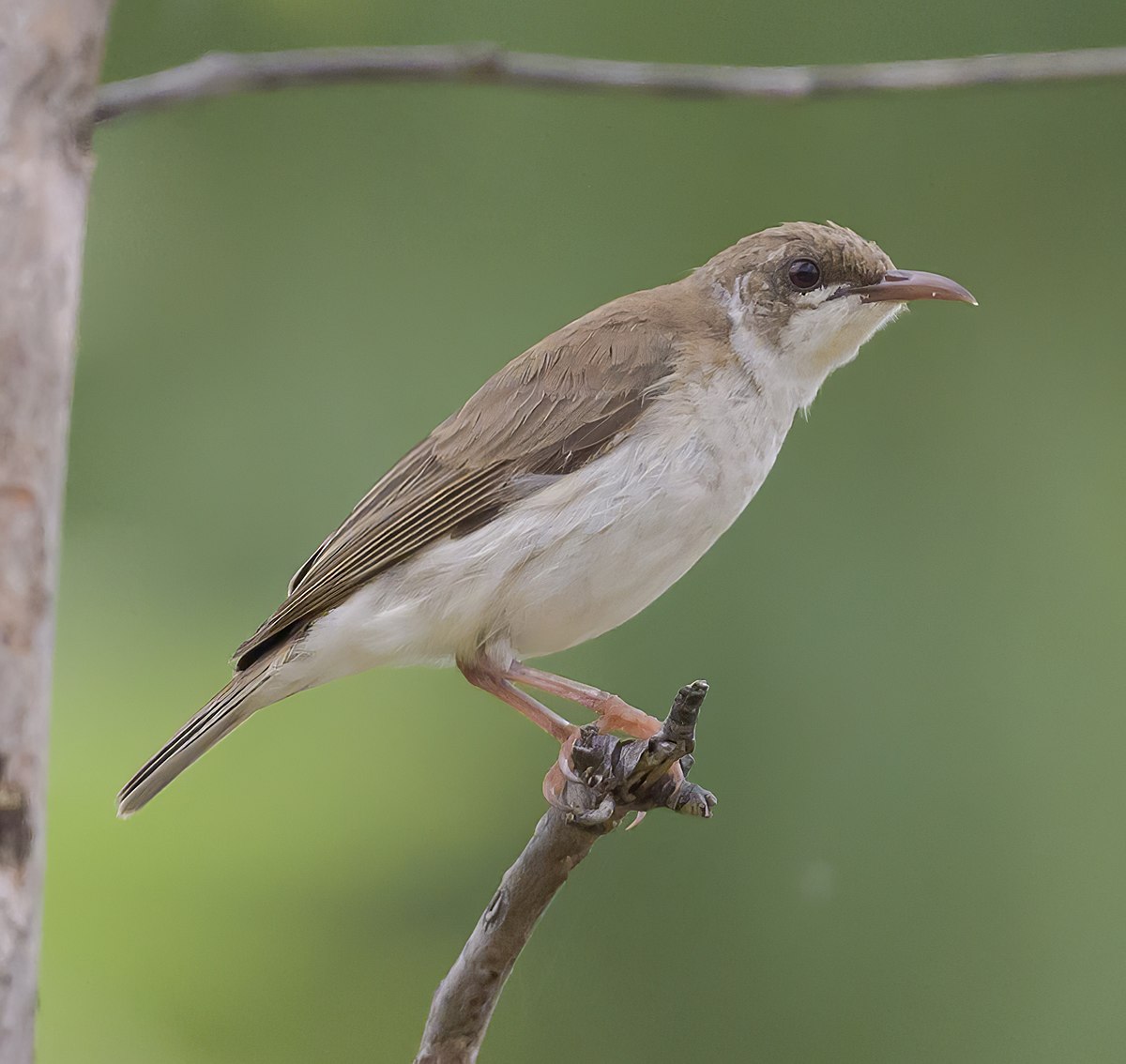 Brown-Backed Honeyeater