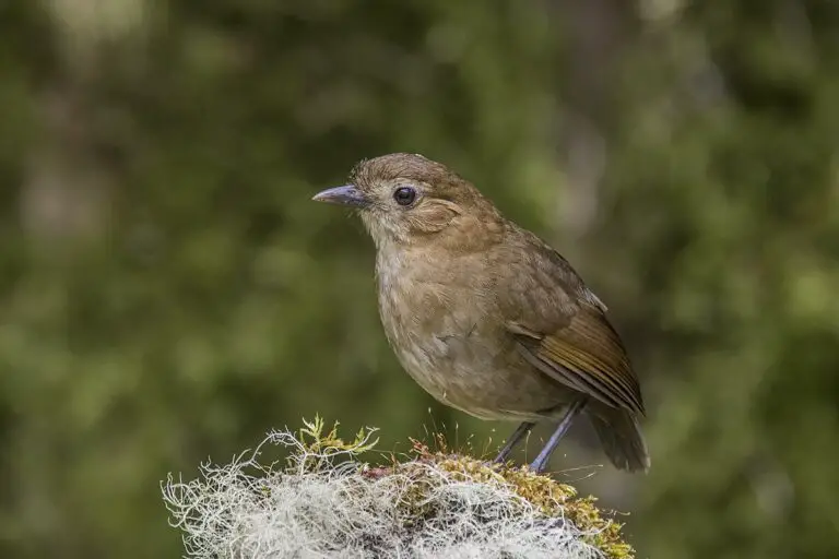 Brown-Banded Antpitta