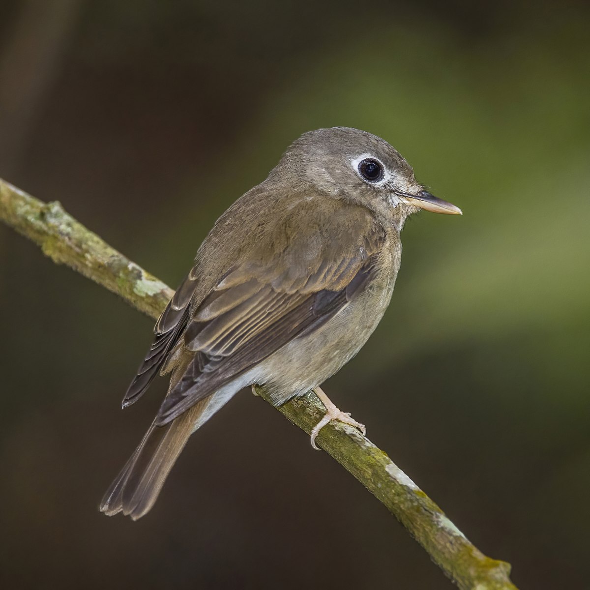 Brown-Breasted Flycatcher